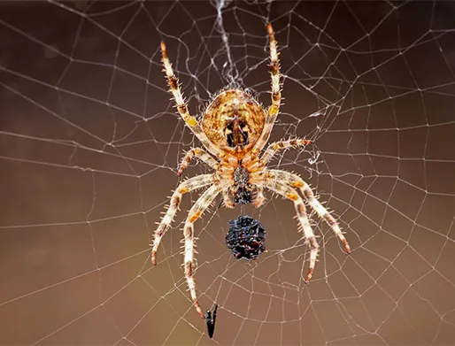 Dedetização de Aranhas